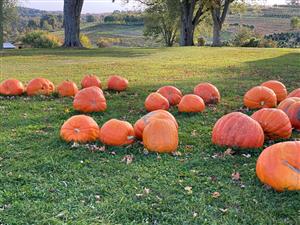 Fall Pumpkin Picking at DeSantis Farm